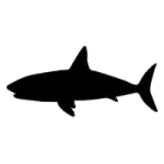 casino slang shark